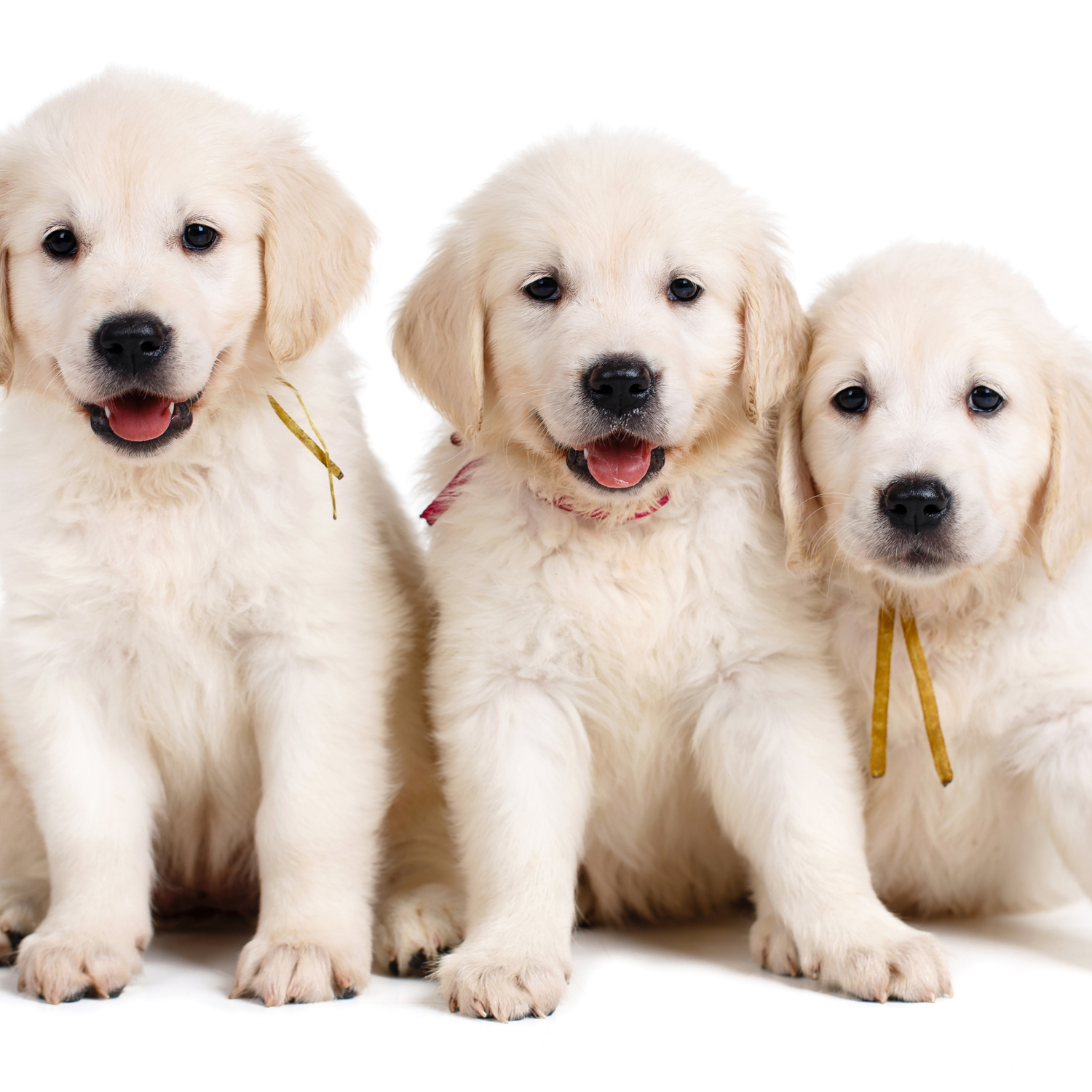 מוצרים לכלבים