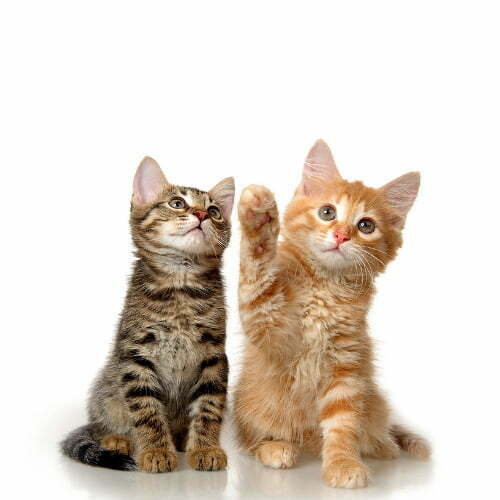 מוצרים לחתולים